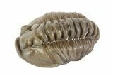 , Partially Enrolled Flexicalymene Trilobite - Ohio #68585-3